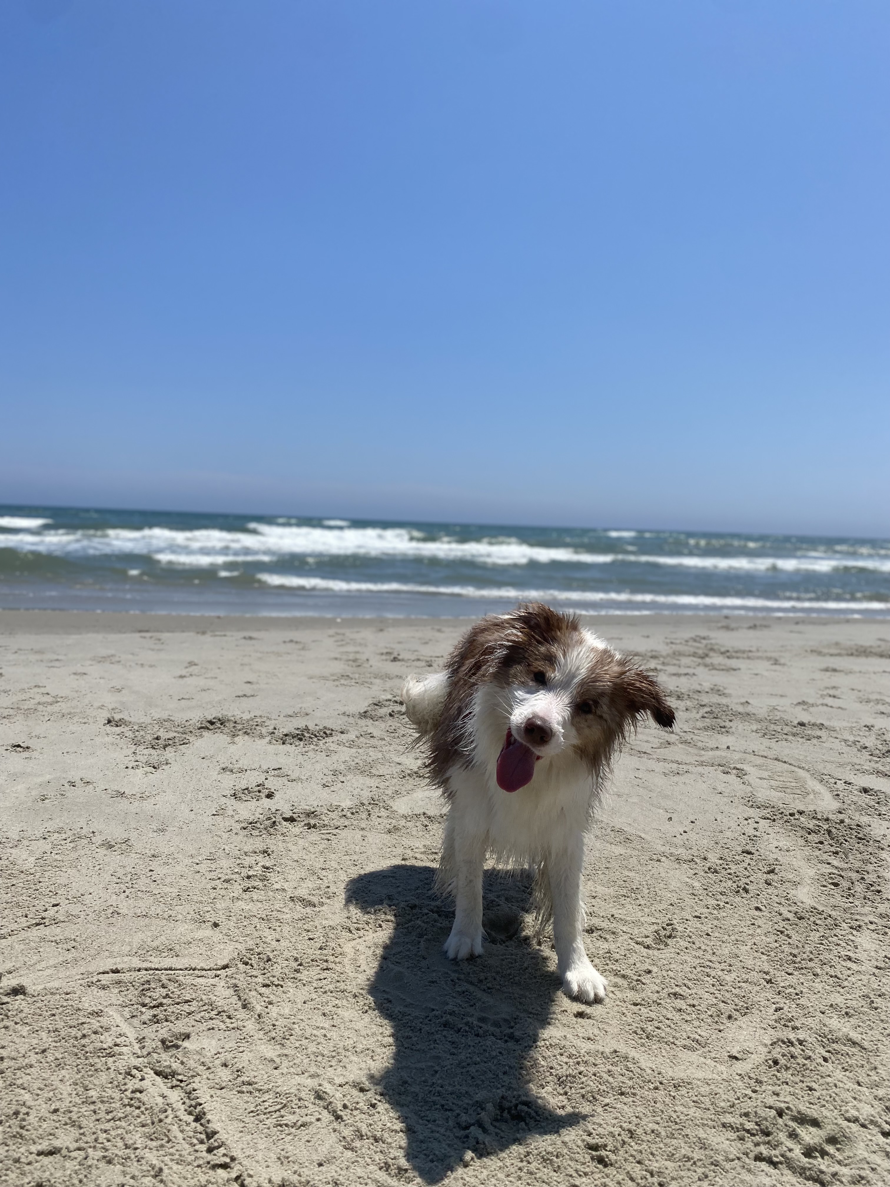 Pet Friendly callout